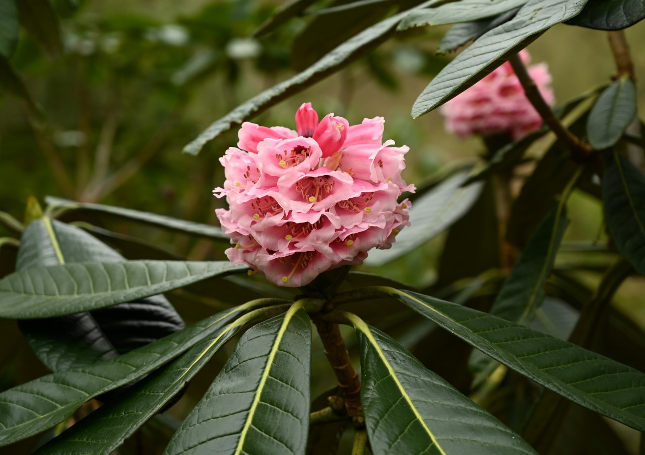 R. falconeri hybrid